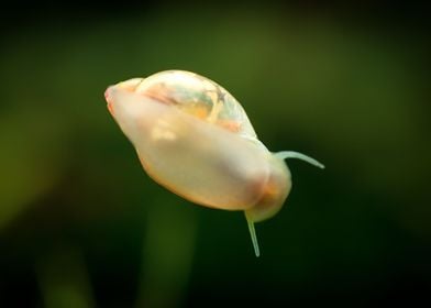 Aquascaping Animal snails