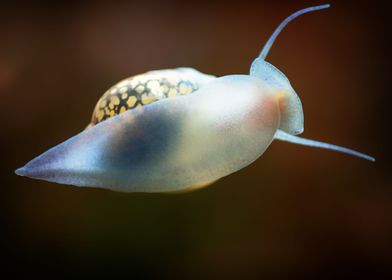 Aquascaping Animal snails