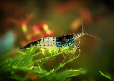 Aquascaping AquariumShrimp