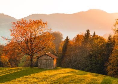 Sunset at the Autumn Tree