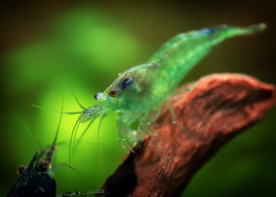 Aquascaping AquariumShrimp