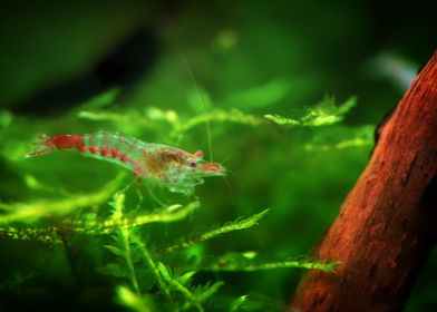 Aquascaping AquariumShrimp