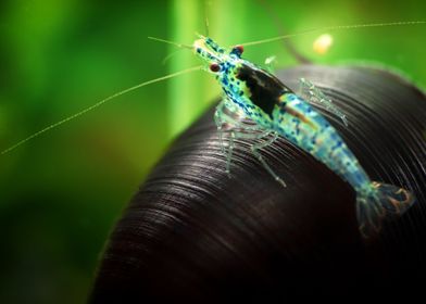 Aquascaping AquariumShrimp