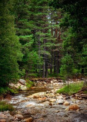 Trees and River