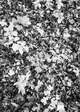 Autumn forest leaves cover