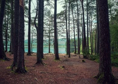 Loch in a Forest