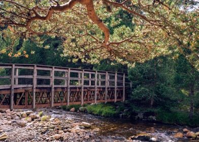 Wooden Bridge