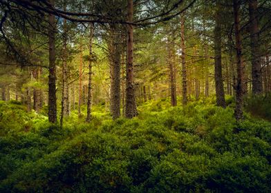 Summer Forest