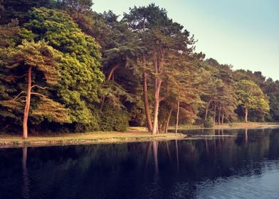 Tress and Lake