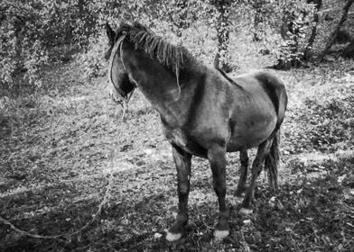 Waiting by the forest