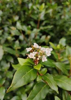 Bay Flowers