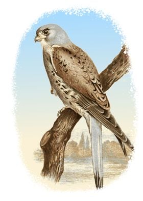 Kestrel Illustration