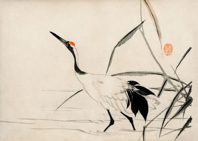 An Elegant Japanese Crane