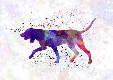 Black and Tan Coonhound