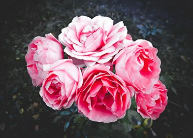 Pink roses bouquet