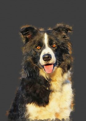 BORDER COLLIE