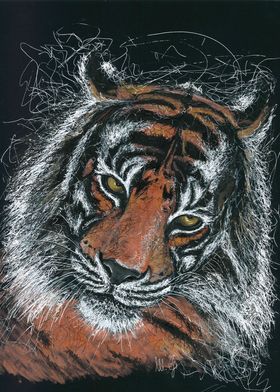 tiger portrait in scribble