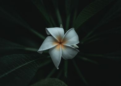 Plumeria obtusa