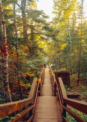 Stairs in the Forest MN