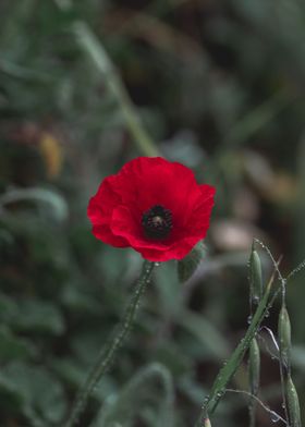 Papaver rhoeas