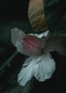 Hibiscus waimeae