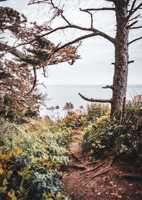 Views Above the Ocean PNW