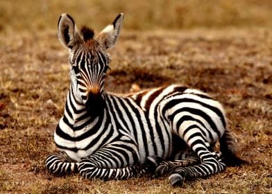 Zebra