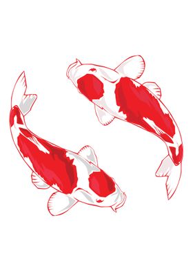 Twin koi fish