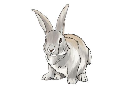 Rabbit ilustration