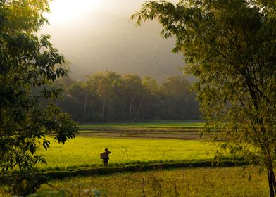 Rice harvest