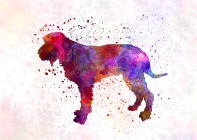 Blue Gascony Griffon dog