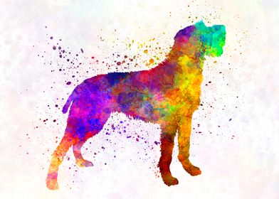 Bohemian Wirehaired dog