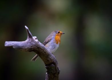 European robin bird in the