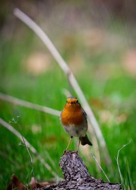 European robin bird in the