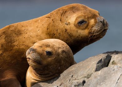 Sea lions