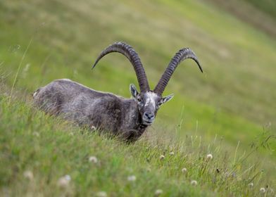 Swiss Mountaingoat