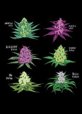 Cannabis Plants types