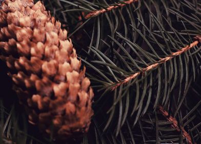 Pine cone