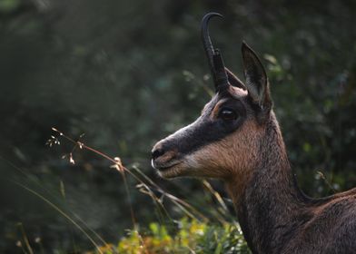 Chamois