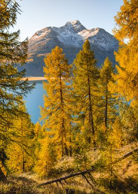 Autumn Trees at the Lake