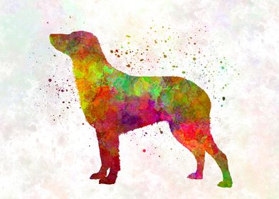 Curly Coated Retriever 