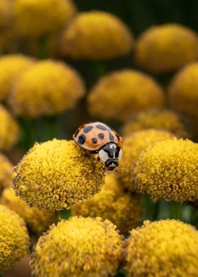 Yellow Ladybug