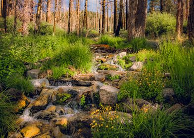 San Gorgonio Stream