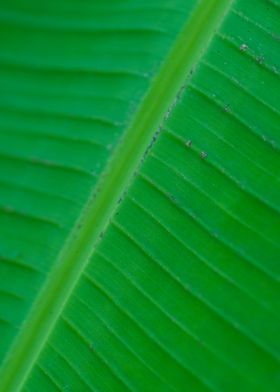 Banana leaf texture