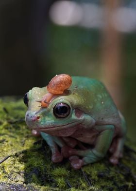 Frog and Snail together