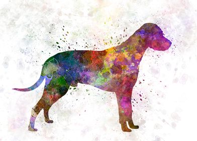 Dalmatian  in watercolor