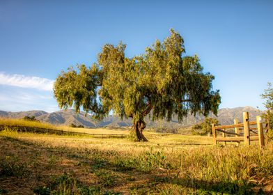 Oak Tree