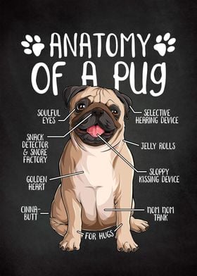 Anatomy of a Pug Dog