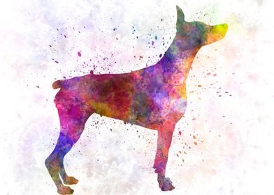 Doberman  in watercolor