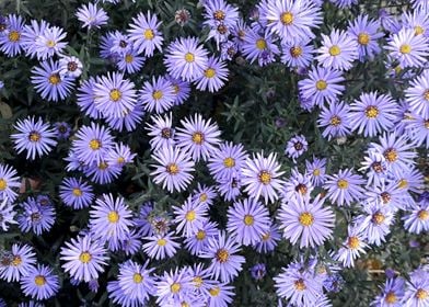 Mini purple Chrysanthemums